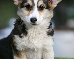 Собаки в Химках: Продаются щенки вельш корги пемброк Мальчик, 60 000 руб. - фото 3