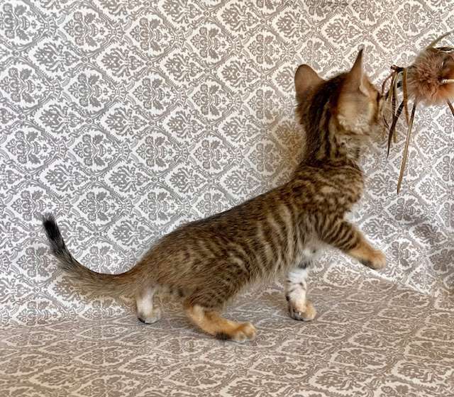 Кошки в Москве: котята породы тойгер Мальчик, Бесплатно - фото 2