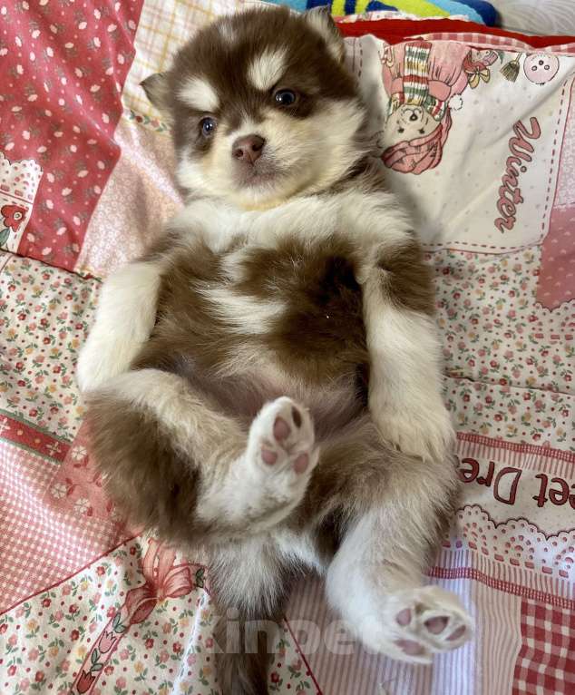 Собаки в Санкт-Петербурге: Щенок Малая Сибирская Собака Хапика Девочка, Бесплатно - фото 3