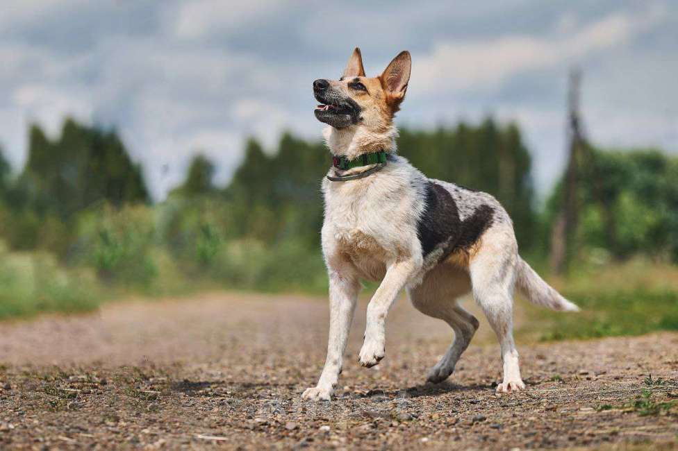 Собаки в Москве: Луна: возраст 1,5 г Девочка, Бесплатно - фото 3
