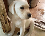 Собаки в Новосибирске: Продам щенков лабрадора Девочка, 23 000 руб. - фото 3