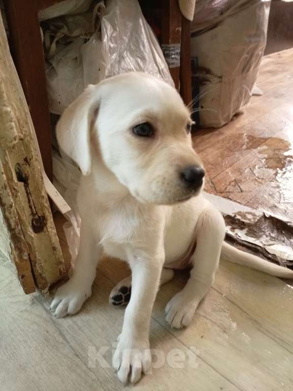 Собаки в Новосибирске: Продам щенков лабрадора Девочка, 23 000 руб. - фото 3