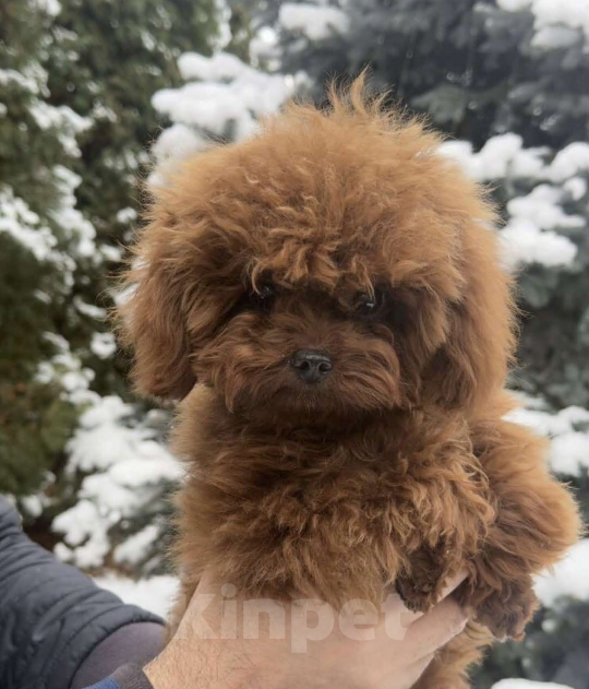 Собаки в Ейске: Продаю щенков Тедди пудель, импорт Китай🇨🇳, девочка 9 месяцев, мальчик 11 месяцев  Девочка, 230 000 руб. - фото 9