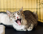 Кошки в Москве: Котенок Миса ищет дом Девочка, Бесплатно - фото 8