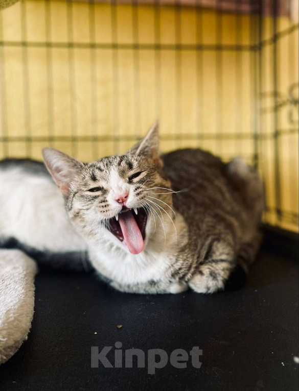 Кошки в Москве: Котенок Миса ищет дом Девочка, Бесплатно - фото 8