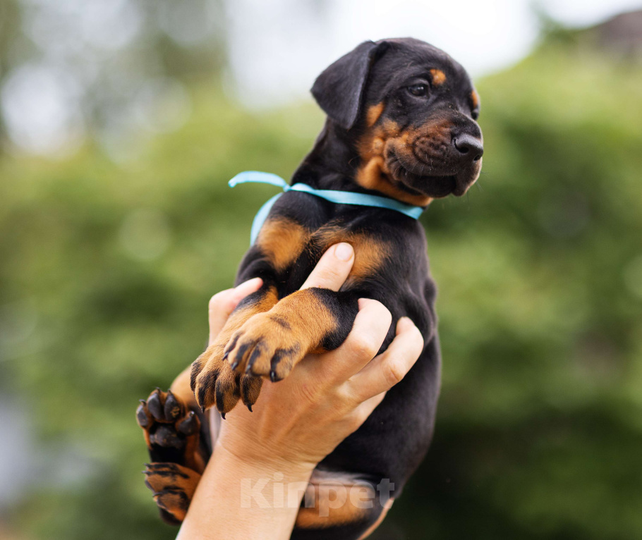 Собаки в Клине: Сука, голубая лента  Девочка, 100 000 руб. - фото 8