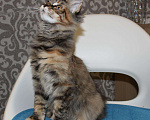 Кошки в Болхове: Котята Мейн-кун, 20 000 руб. - фото 2