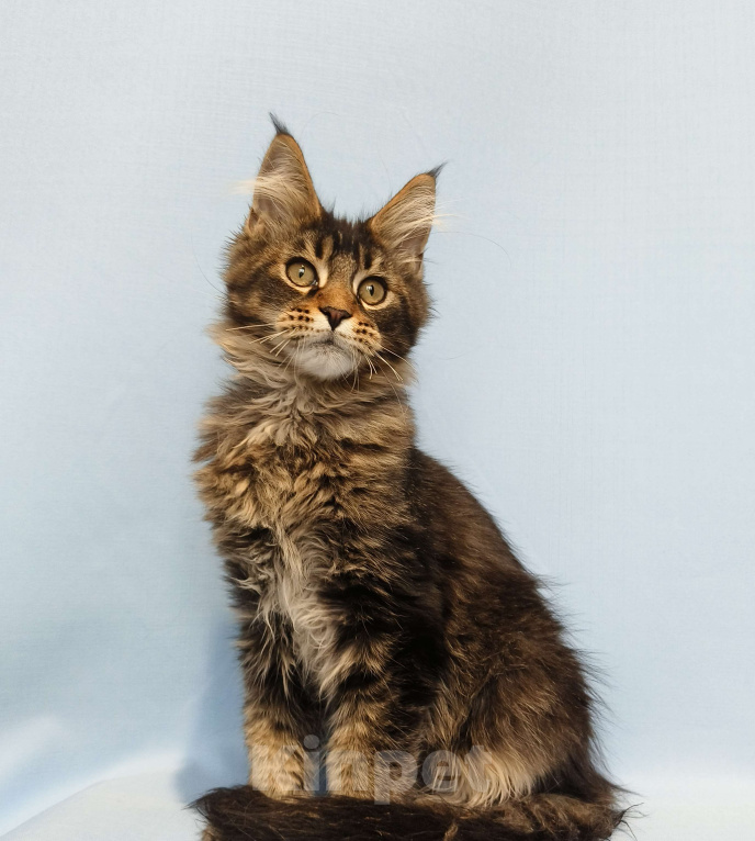 Кошки в Москве: Котёнок Мейн-Кун Мальчик Мальчик, 50 000 руб. - фото 3