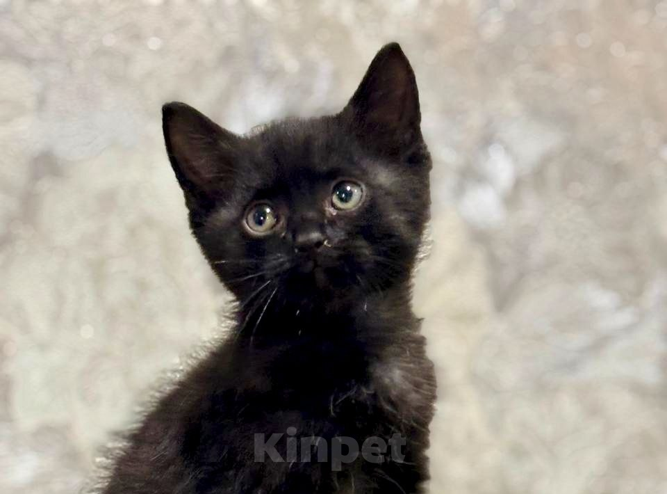 Кошки в Москве: Малыш Гарри. Котенок 1,5 мес в добрые руки. Мальчик, Бесплатно - фото 1