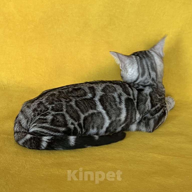 Кошки в Москве: Яркая девочка бенгальской породы Девочка, Бесплатно - фото 10