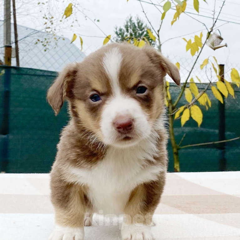 Собаки в Москве: Щенки вельш-корги кардиган Девочка, 40 000 руб. - фото 1