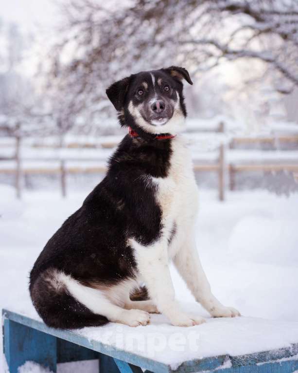 Собаки в Москве: Лада, 1 год в добрые руки Девочка, Бесплатно - фото 9