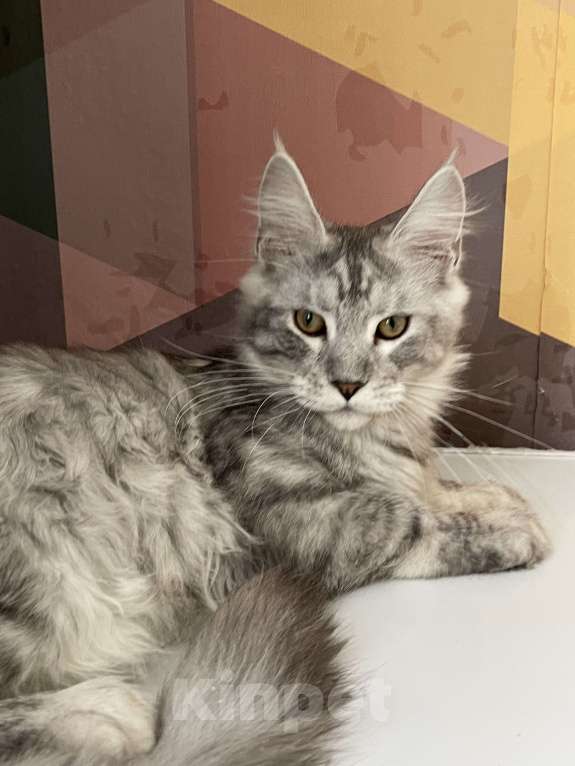 Кошки в Москве: Пушистый ангел для вашего настроения Мальчик, 80 000 руб. - фото 3