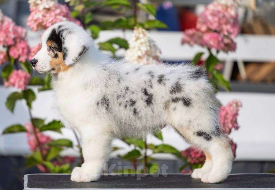 Собаки в Санкт-Петербурге: Австралийская овчарка  Девочка, 80 000 руб. - фото 8