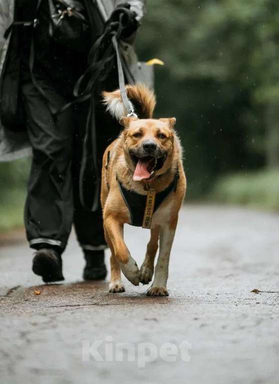 Собаки в Москве: Дружелюбный пес-компаньон Рэм ищет дом!  Мальчик, Бесплатно - фото 2