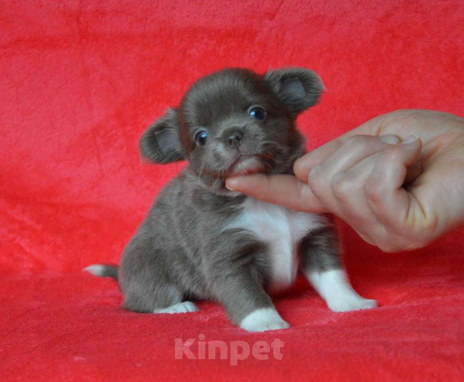 Собаки в Москве: лиловая с белым девочка чихуа-хуа Девочка, Бесплатно - фото 3