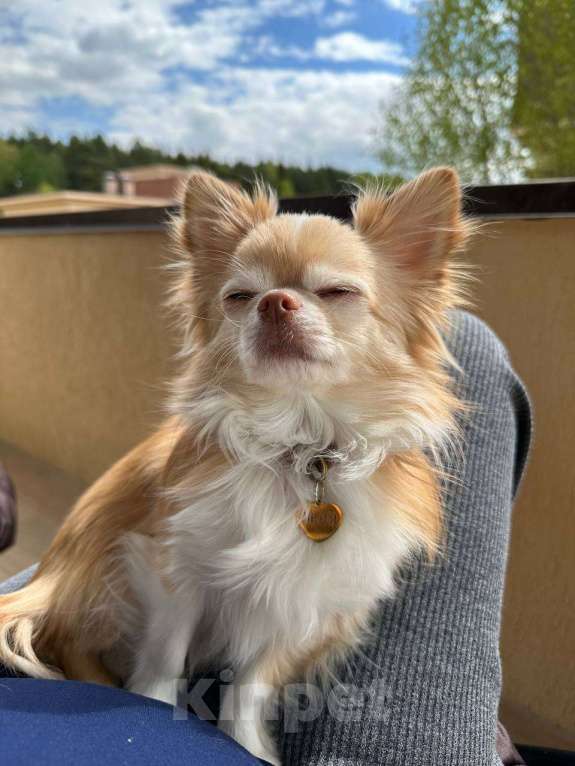 Собаки в Москве: Отдаём в добрые руки породистого длинношерстного чихуахуа — очень нежный и ласковый мальчик! Мальчик, Бесплатно - фото 1