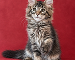 Кошки в Москве: Котята Мейн Кун Девочка, 35 000 руб. - фото 2