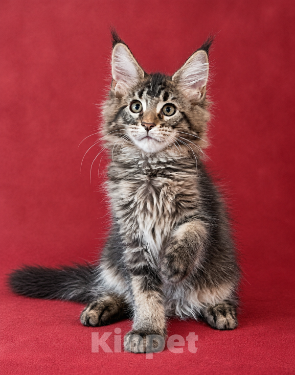 Кошки в Москве: Котята Мейн Кун Девочка, 35 000 руб. - фото 2