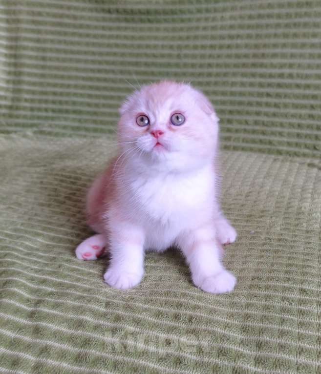Кошки в Нижнем Новгороде: Шотландский малыш Мальчик, 30 000 руб. - фото 2