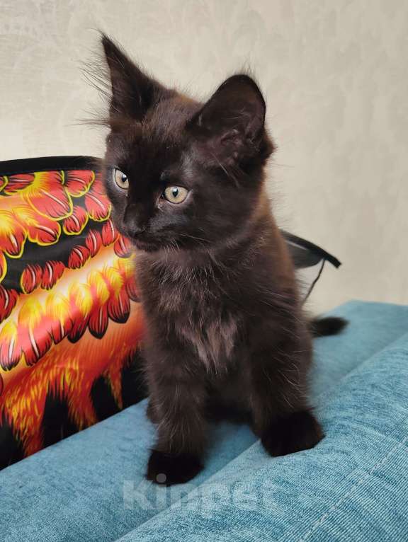 Кошки в Москве: Милый котенок в добрые руки  Мальчик, 100 руб. - фото 1