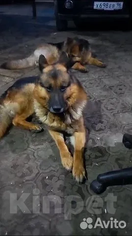 Собаки в Березовском: Щенки длинношерстной немецкой овчарки Мальчик, 15 000 руб. - фото 2