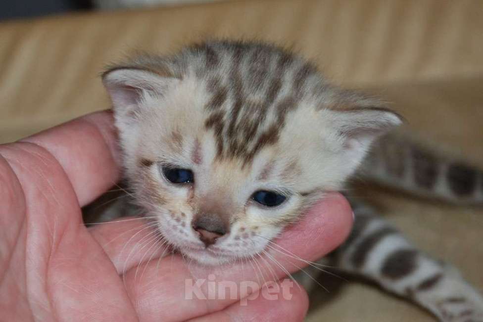 Кошки в Москве: Бенгальские котята. Девочка, 70 000 руб. - фото 8