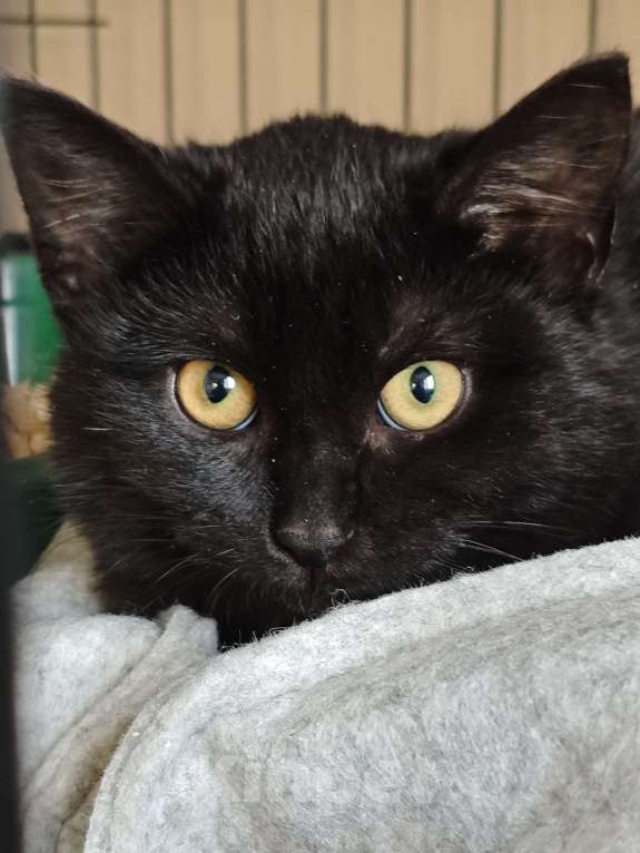 Кошки в Москве: Котенок Рокки ищет дом  Мальчик, Бесплатно - фото 2