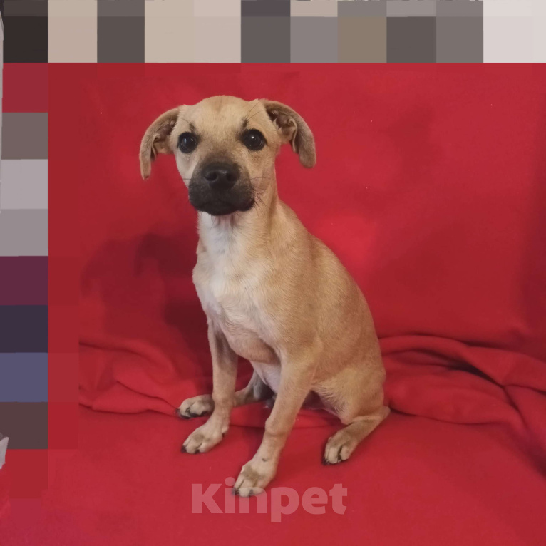 Собаки в Санкт-Петербурге: Щенок в добрые руки  Мальчик, Бесплатно - фото 3