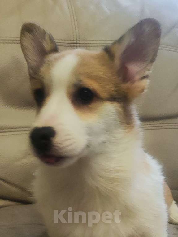 Собаки в других городах Краснодарского края: Великолепная девочка корги Девочка, 50 000 руб. - фото 3