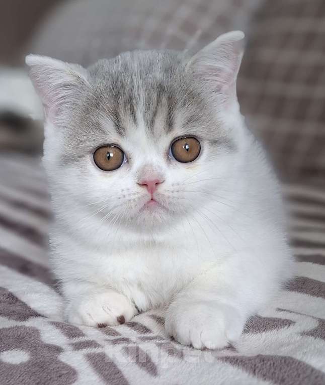 Кошки в Ярославле: Шотландская короткошерстная девочка Девочка, 30 000 руб. - фото 1