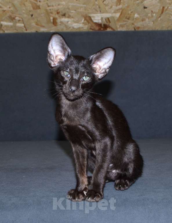 Кошки в Глазове: Хуба Буба Девочка, 40 000 руб. - фото 3