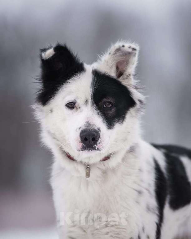 Собаки в Москве: Белая пушистая собачка Лаки в добрые руки Девочка, 1 руб. - фото 2
