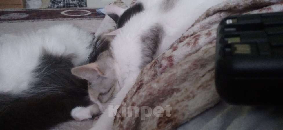 Кошки в Каменске-Уральском: Отдам 2 котят, в добрые руки Девочка, Бесплатно - фото 3