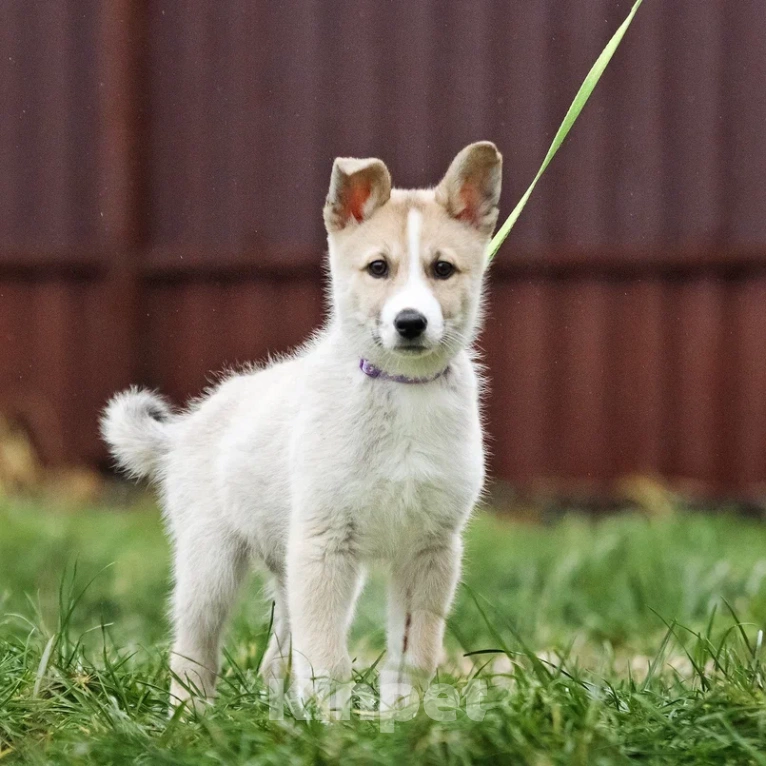 Собаки в Лосином-Петровском: Эдвин якутенок  Мальчик, Бесплатно - фото 6