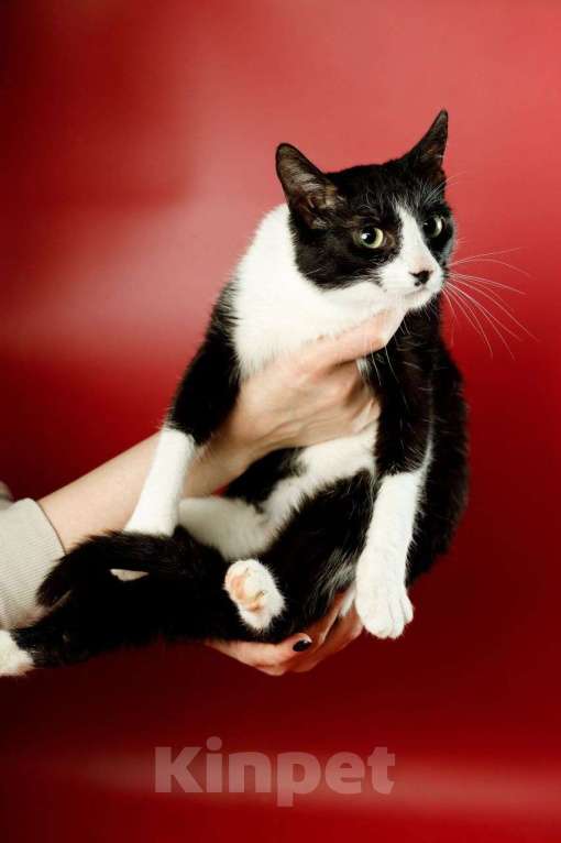 Кошки в Москве: Гаянэ, кошка- антидепрессант Девочка, Бесплатно - фото 3