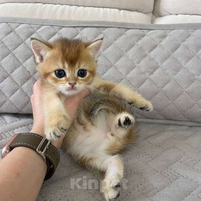 Кошки в Тюмени: Британская золотая шиншилла Мальчик, 35 000 руб. - фото 4