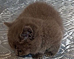Кошки в других городах Воронежской области: Манчкин, короткие лапки Девочка, Бесплатно - фото 2