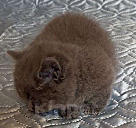 Кошки в других городах Воронежской области: Манчкин, короткие лапки Девочка, Бесплатно - фото 2