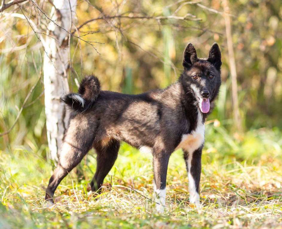 Собаки в Раменском: Молодая и симпатичная Багира🐕‍🦺  Девочка, Бесплатно - фото 2