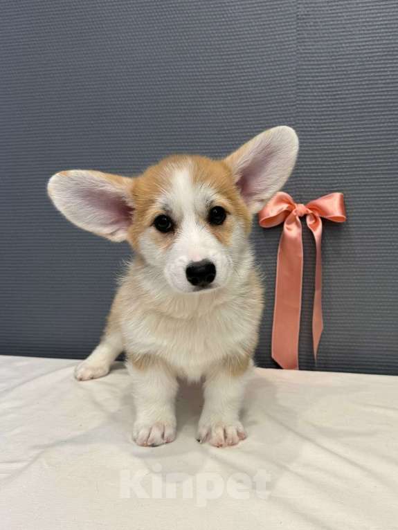 Собаки в Кургане: Щенок вельш корги пемброк, сука Девочка, 50 000 руб. - фото 3