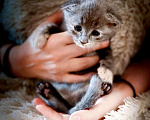 Кошки в Москве: Котенок ищут дом! Девочка, Бесплатно - фото 2