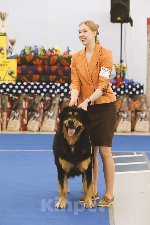 Собаки в Екатеринбурге: Бурятская собака Хотошо щенки Мальчик, 60 000 руб. - фото 8