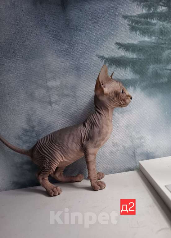 Кошки в Керчи: Котенок канадского сфинкса Девочка, 10 000 руб. - фото 2