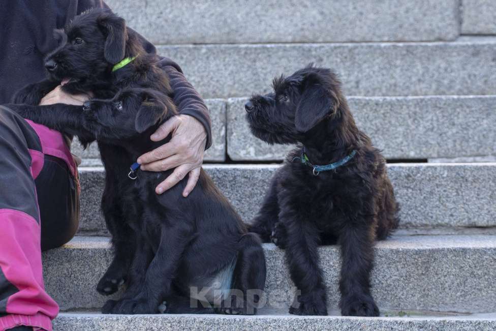 Собаки в Санкт-Петербурге: Щенок ризеншнауцера кобель Мальчик, 70 000 руб. - фото 2