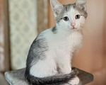 Кошки в Королеве: Котенок мальчик 2 месяца Мальчик, Бесплатно - фото 2