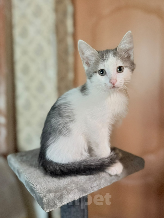 Кошки в Королеве: Котенок мальчик 2 месяца Мальчик, Бесплатно - фото 2