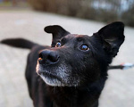 Собаки в Москве: Пристраивается пёс по имени Космос с печальной судьбой Мальчик, Бесплатно - фото 2