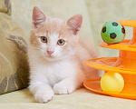 Кошки в Москве: Рыжий котенок Персик ищет дом Мальчик, 1 руб. - фото 1