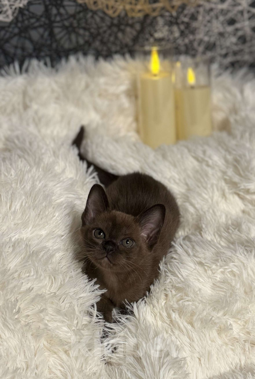 Кошки в Москве: Бурманская девочка  Девочка, 100 000 руб. - фото 4